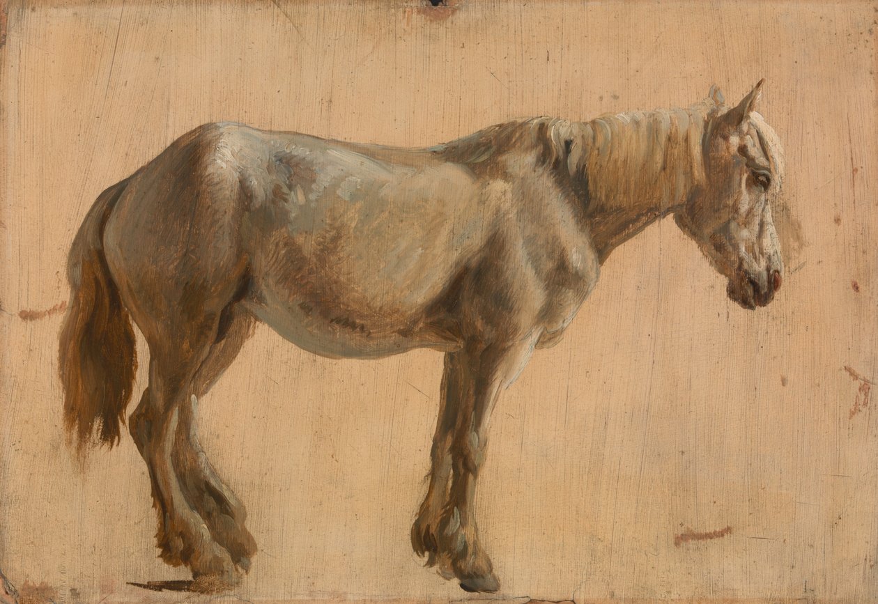 Estudo de um cavalo cinza de Jacques Laurent Agasse