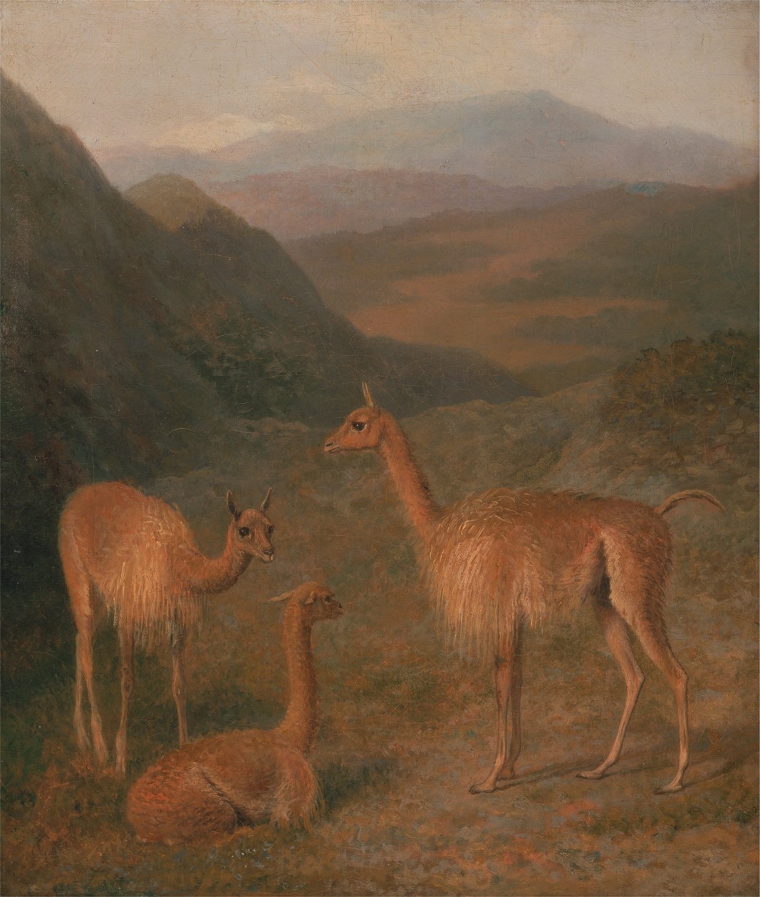 Vicunhas de Jacques Laurent Agasse