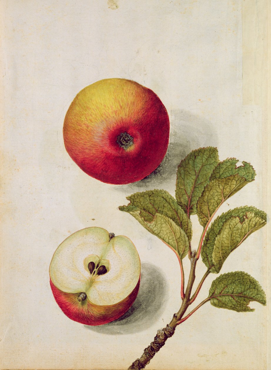 Maçã: Pyrus malus, c.1568, de Jacques Le Moyne