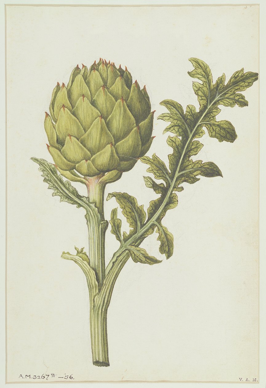 Alcachofra: Cynara scolymus, c.1568 de Jacques Le Moyne