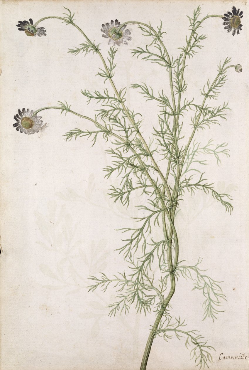 Camomila nobre Allioni, c.1568 de Jacques Le Moyne