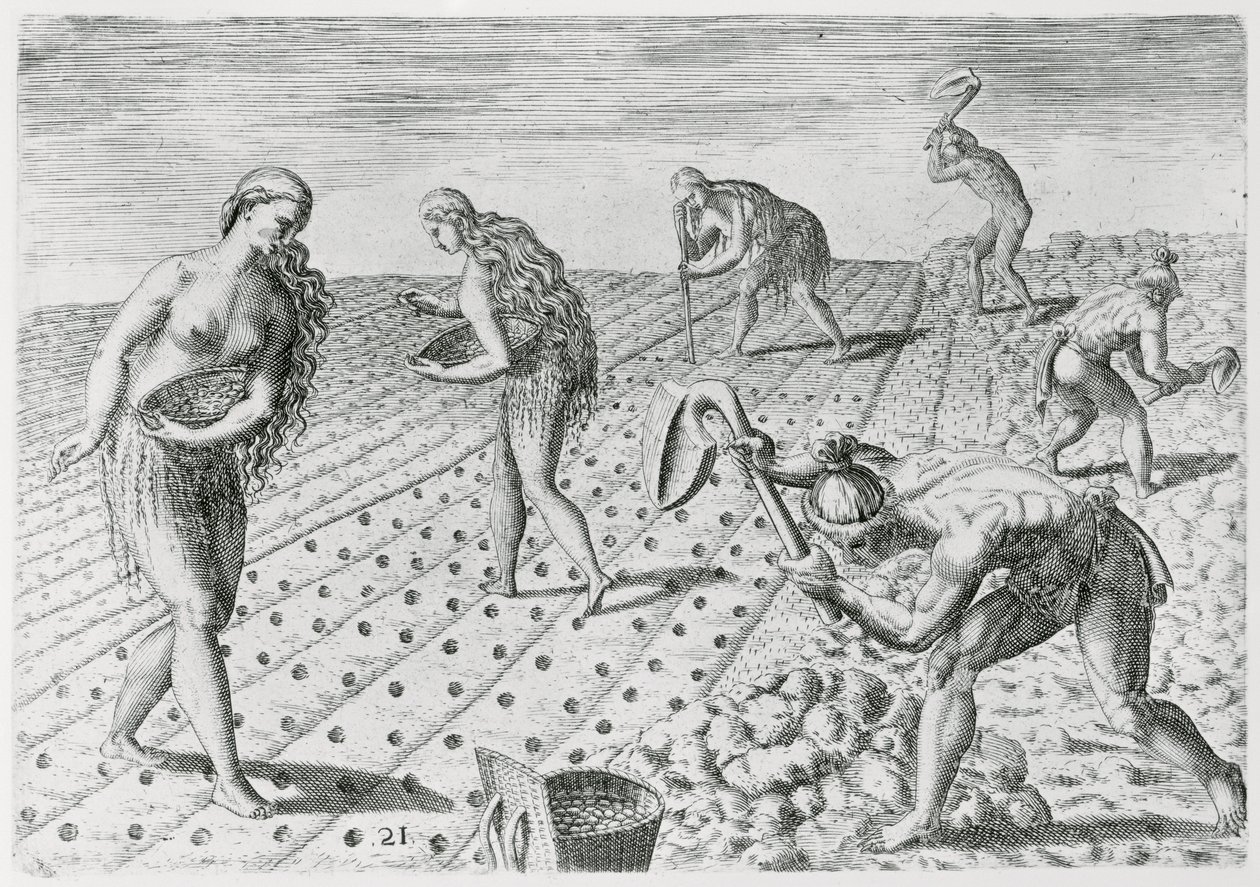 Indianos da Flórida plantando milho, de "Grandes Voyages", 1591, escrito e gravado por Theodor de Bry (1528-98) (ver também 180136) de Jacques Le Moyne