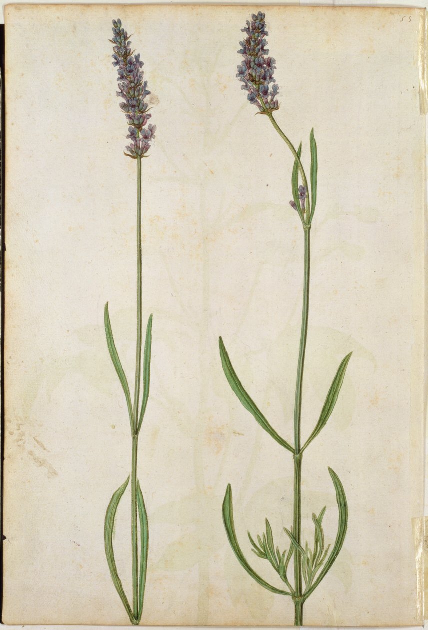 Lavandula officinalis (Alfazema inglesa velha), c.1568 de Jacques Le Moyne