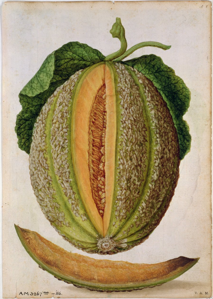 Melão, c.1568 de Jacques Le Moyne