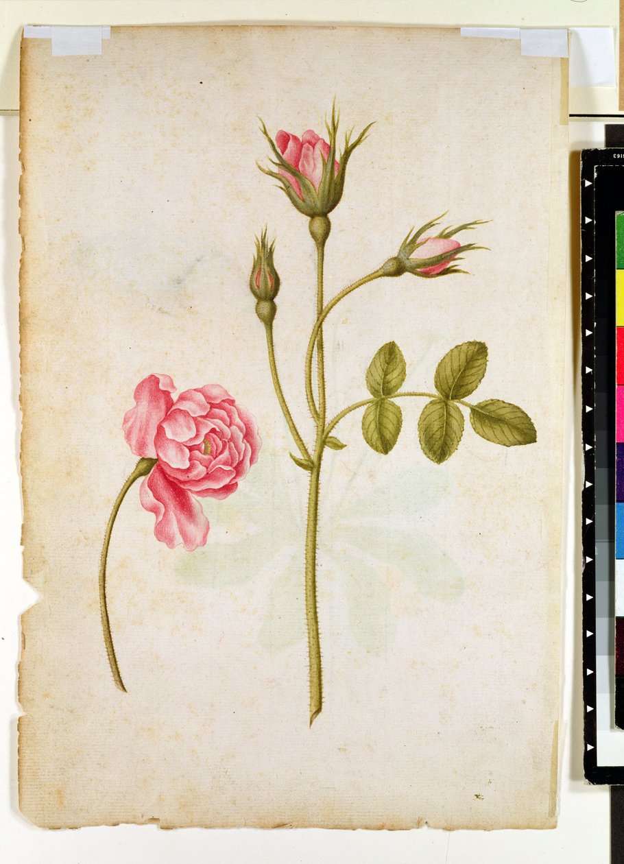 Rosa Rosa, c.1568 de Jacques Le Moyne