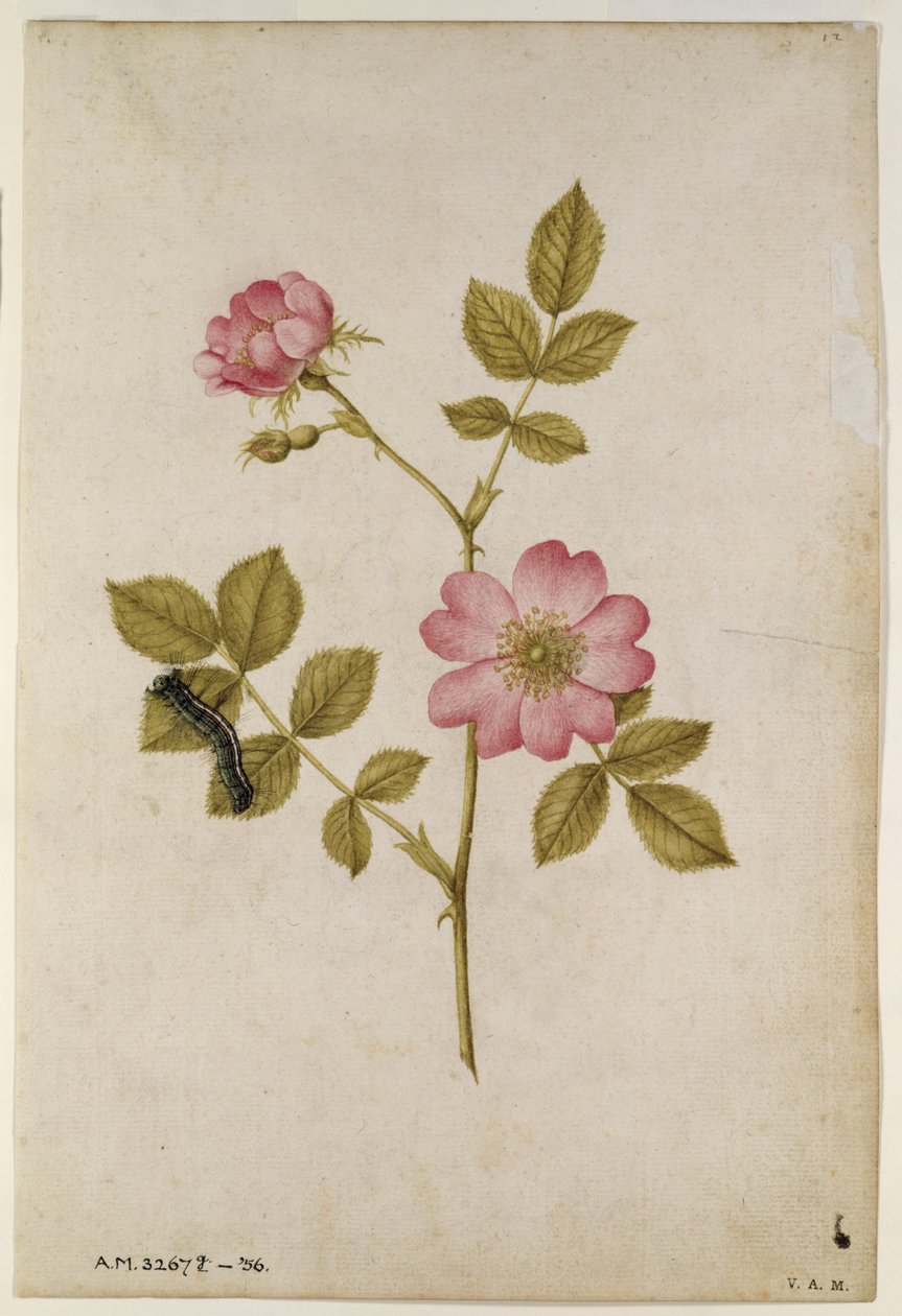 Rosa Canina - Dogrose e Lagarta (lápis e wc no papel) de Jacques Le Moyne
