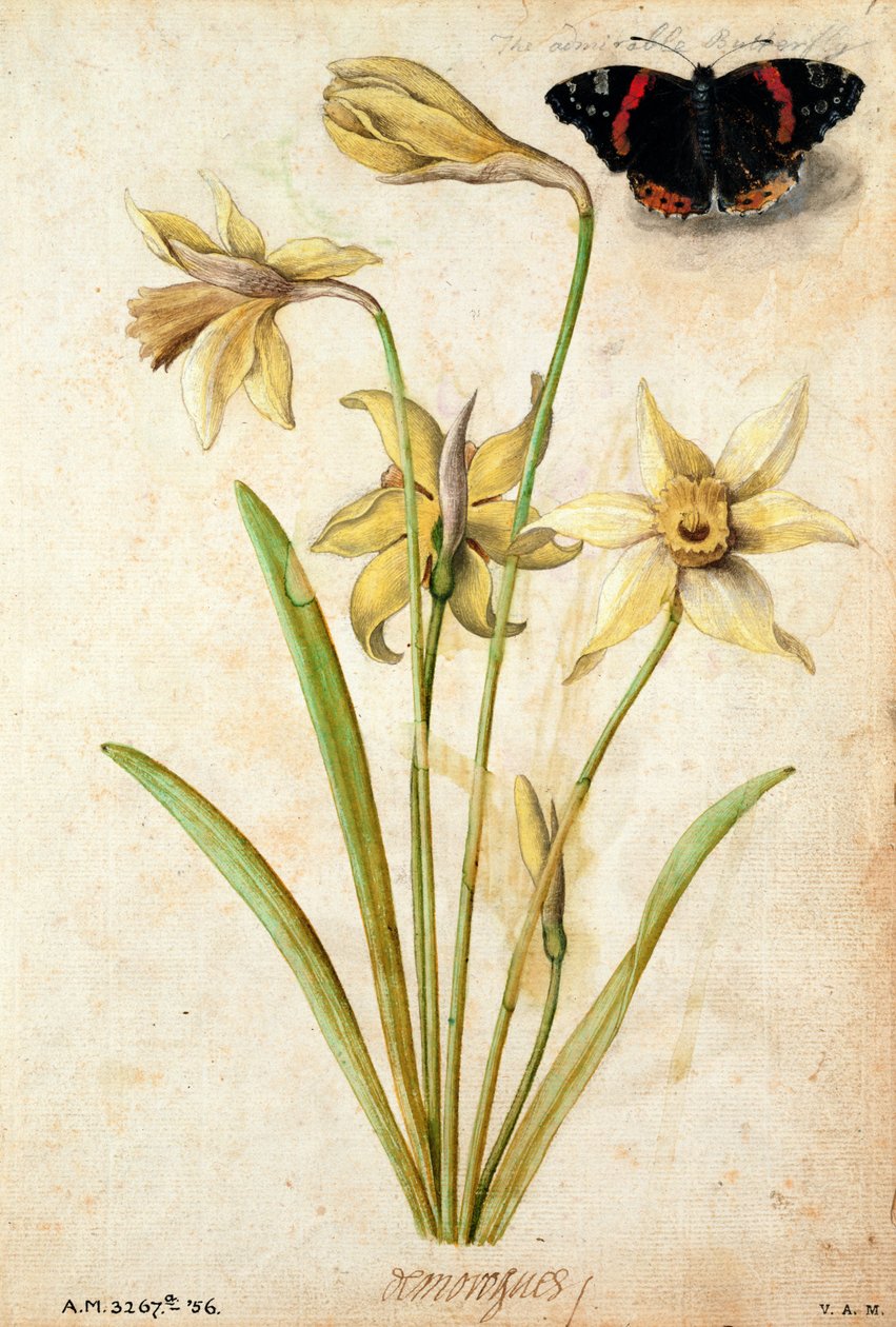Narciso selvagem e almirante vermelho de Jacques Le Moyne