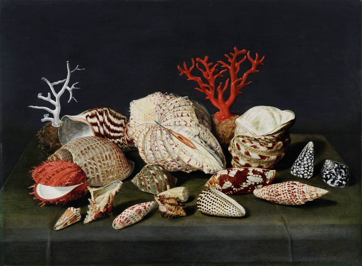Natureza morta com conchas e corais de Jacques Linard