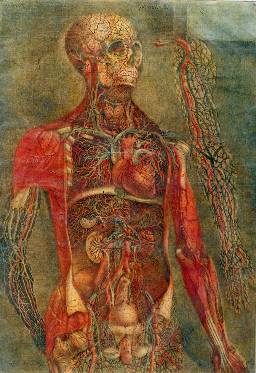 Órgãos internos do corpo, placa de &39;Anatomia das Vísceras&39; dissecada, pintada e gravada por Gautier, 1745 (gravura a cores) de Jacques Fabien Gautier d