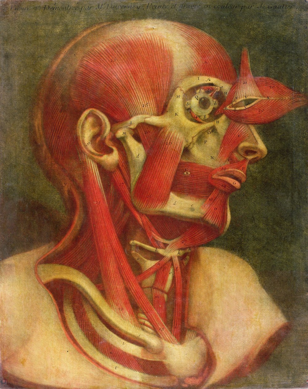 Musculatura do rosto e pescoço, de &39;Myology Complete in Color and Natural Size&39;, 1746 (mezzotint) de Jacques Fabien Gautier d