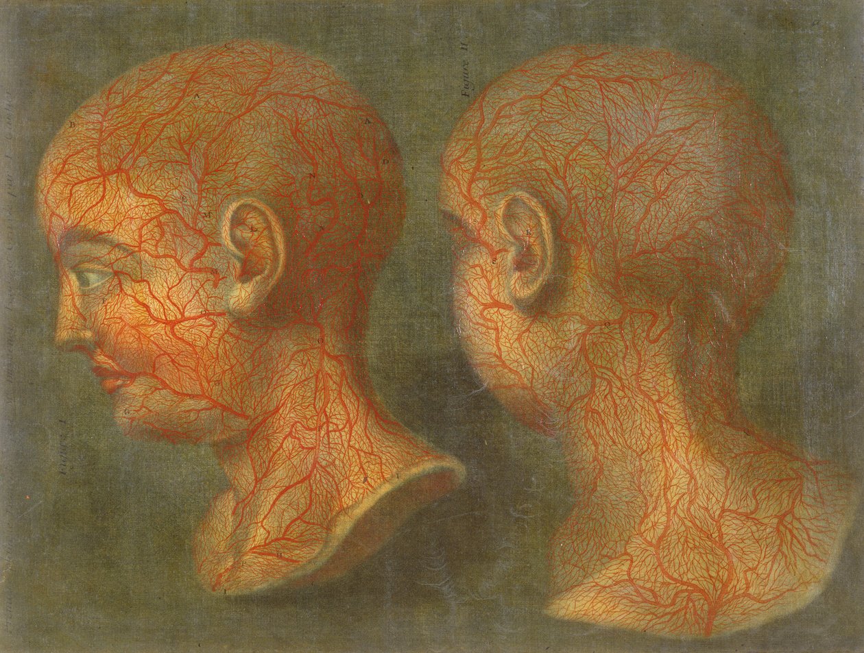 Vasos sanguíneos superficiais da cabeça e pescoço, de &39;Anatomie de la Tete&39;, 1748 (mezzotint) de Jacques Fabien Gautier d