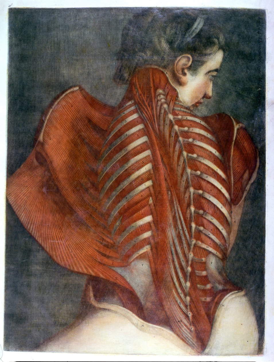 &39;The Flayed Angel&39;, de &39;Complete Myology in Color and Natural Size&39;, 1746 (mezzotint) de Jacques Fabien Gautier d