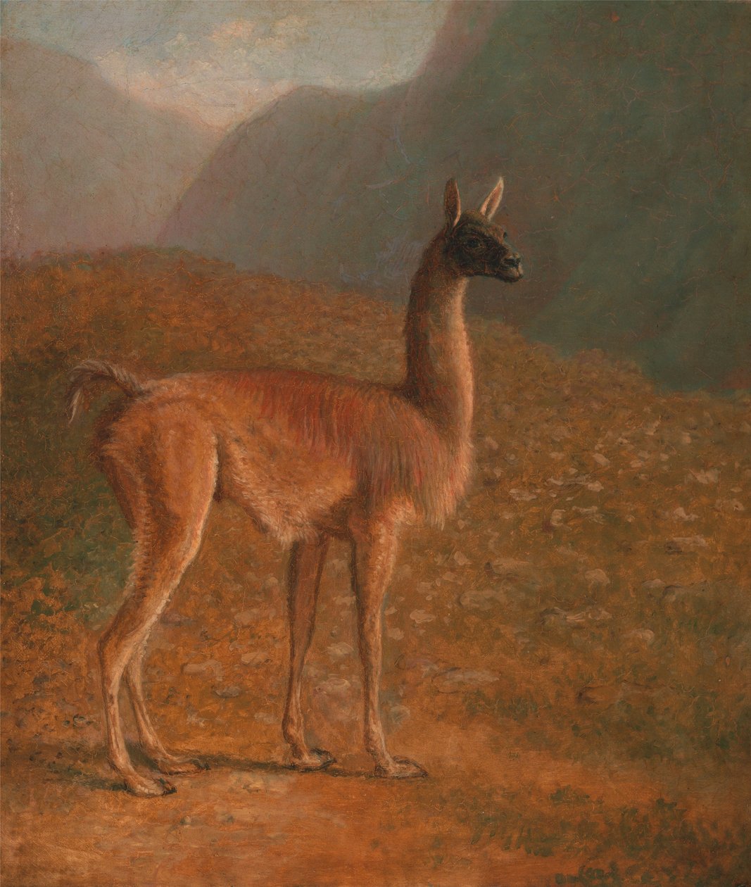 Guanaco de Jacques-Laurent Agasse