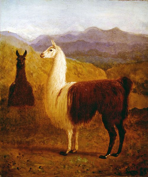Dois Llamas (óleo sobre tela) de Jacques Laurent Agasse