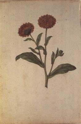 Calendula officinalis, c.1568 de Jacques  Le Moyne