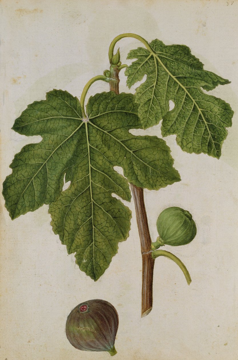 Fig: Ficus, c.1568, de J. le Moyne de Morgues (c.1530-88) de Jacques (1533-88) Le Moyne