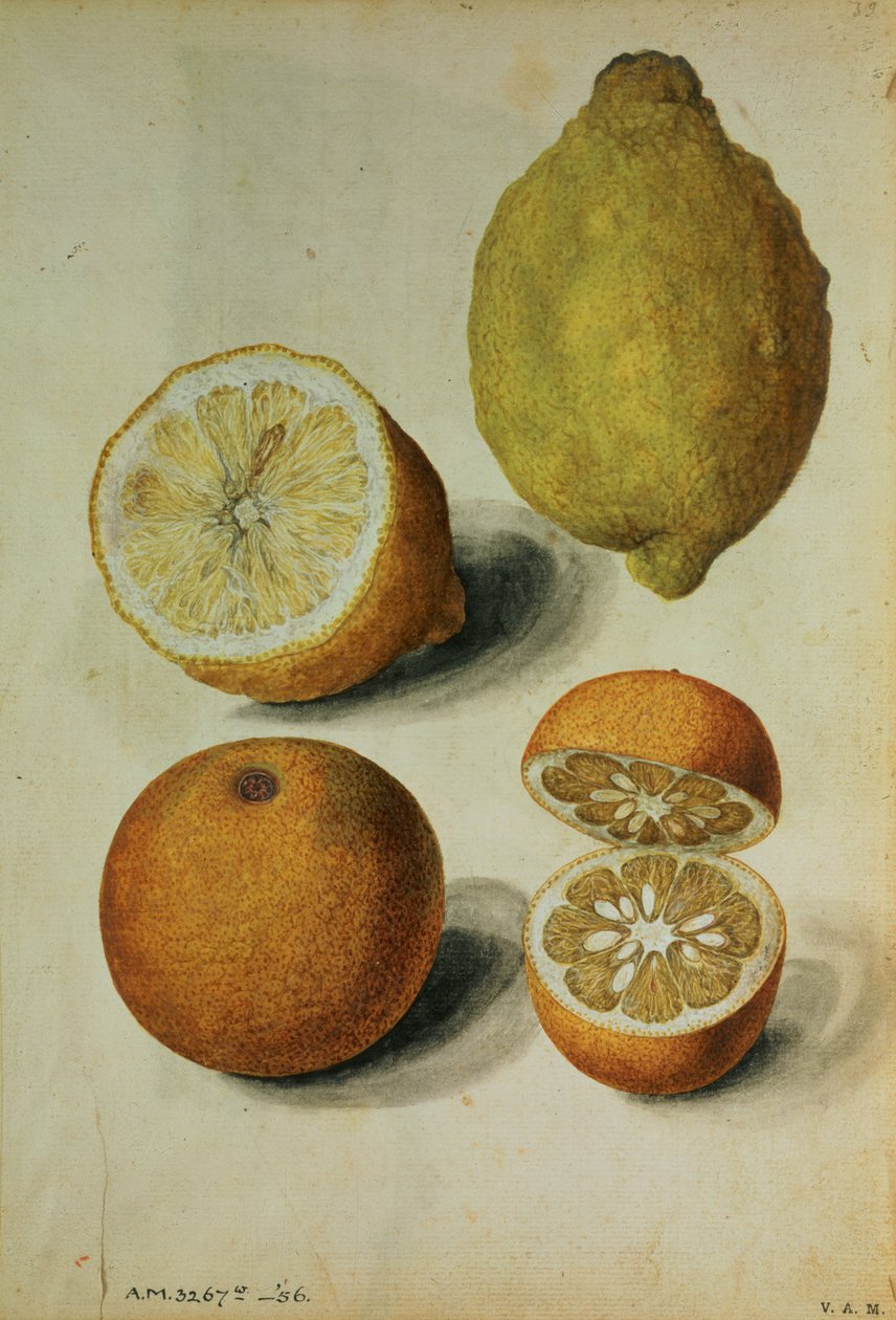 Limões: Citrus limonum e Citrus aurantium, c.1568 (aguarela sobre papel) de Jacques (1533 88) Le Moyne