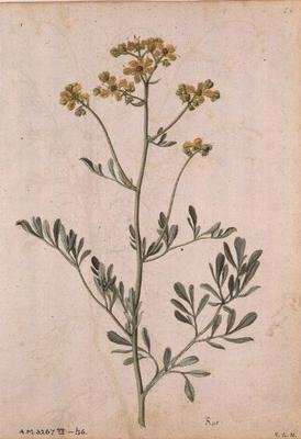 Ruta graveolens, c.1568 de Jacques  Le Moyne
