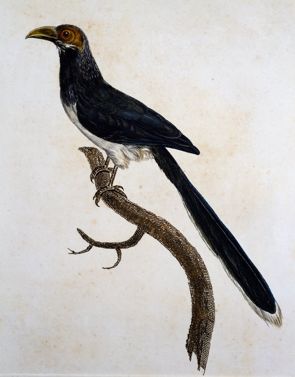Malkoha de face vermelha (Phaenicophaeus pyrrhocephalus) de Jacques (after) Barraband