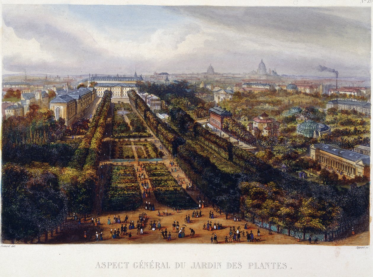 Vista do Jardin des Plantes - litografia de Testard de Jacques Alphonse (after) Testard
