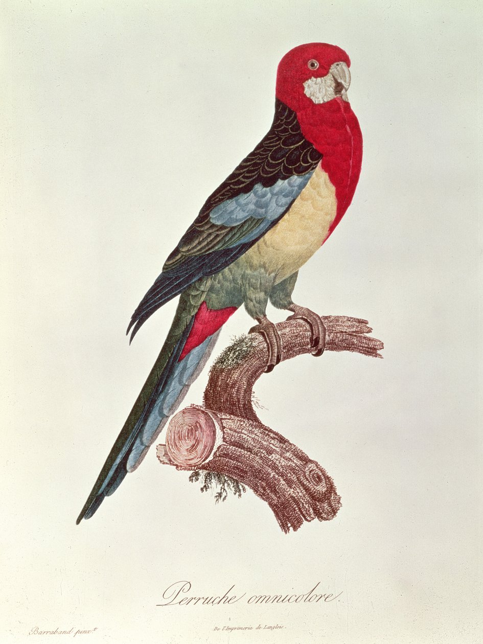 Periquito Omnicoloured de Jacques Barraband