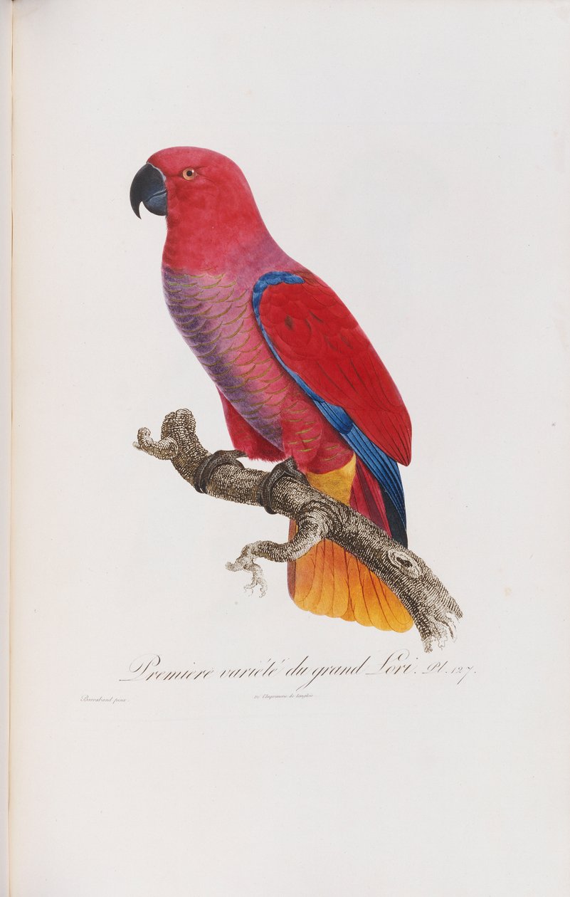 Premiere variete du Grand Lori, gravada por Langlois, c.1801-05 de Jacques Barraband