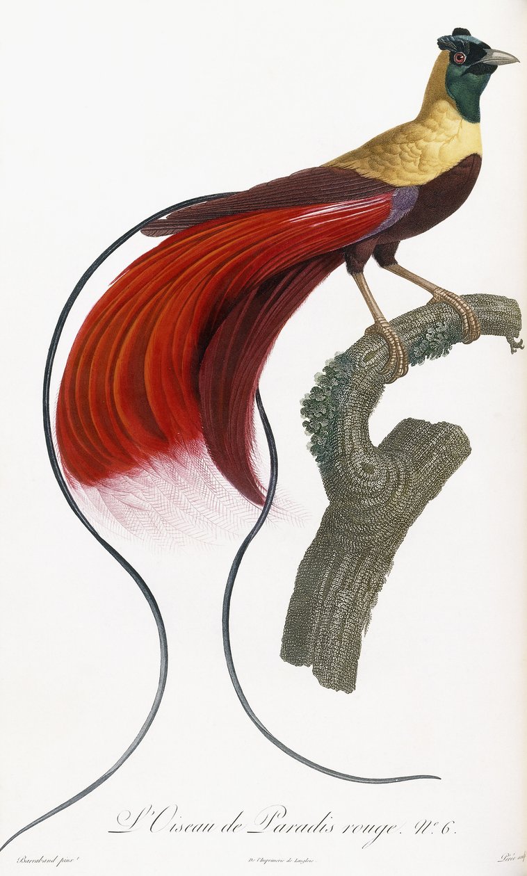 Pássaro do paraíso vermelho de Jacques Barraband