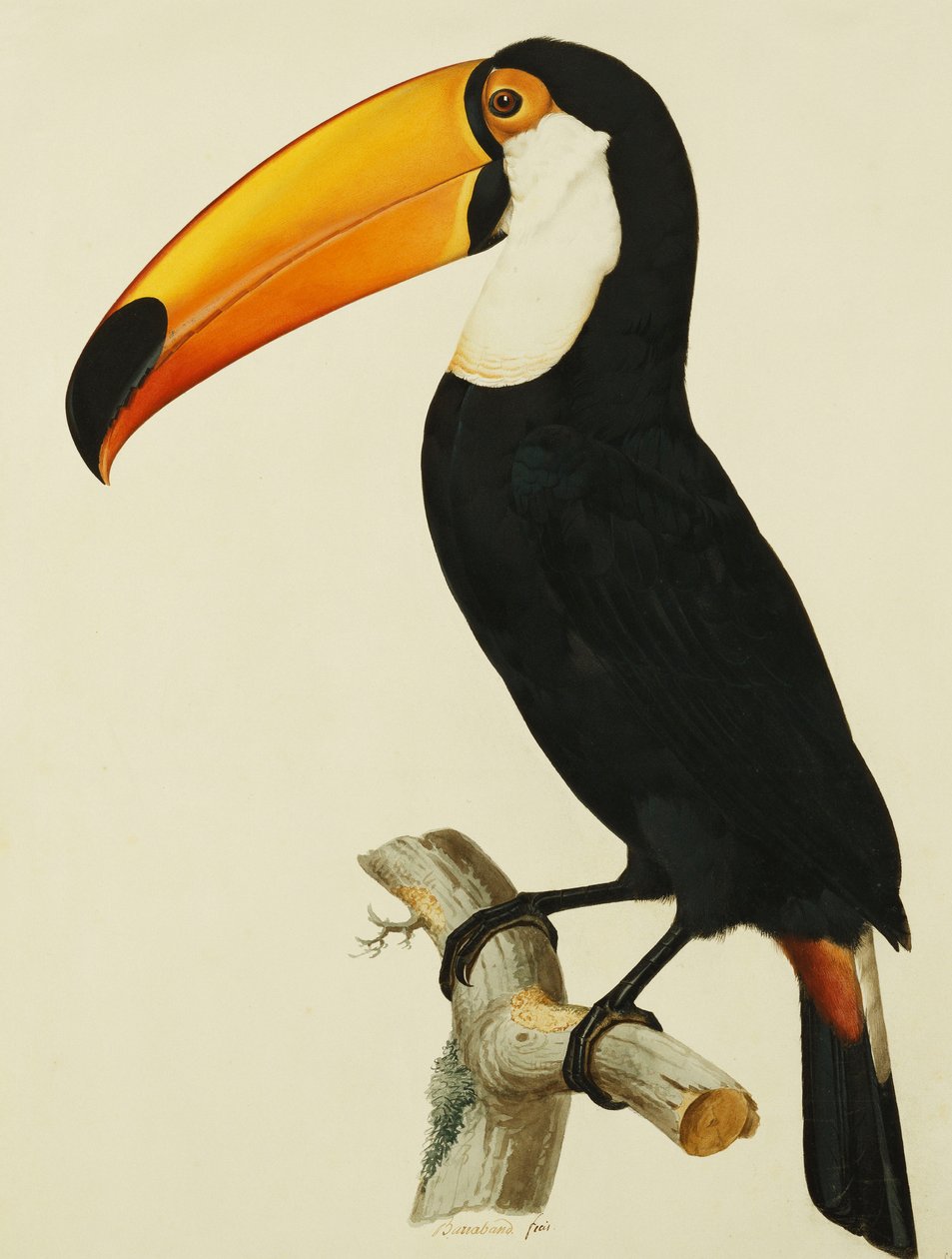 O toco toco tucano de Jacques Barraband