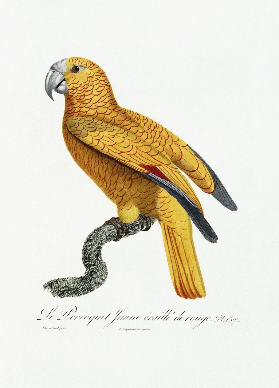 Papagaio amarelo e vermelho, c.1801-05 de Jacques Barraband