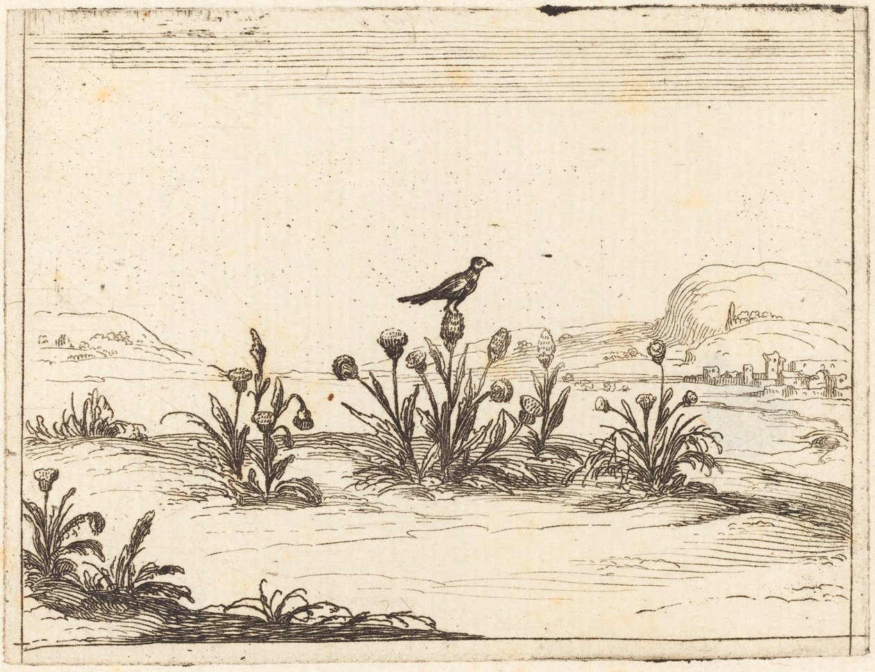 Pássaro empoleirado em um cardo de Jacques Callot