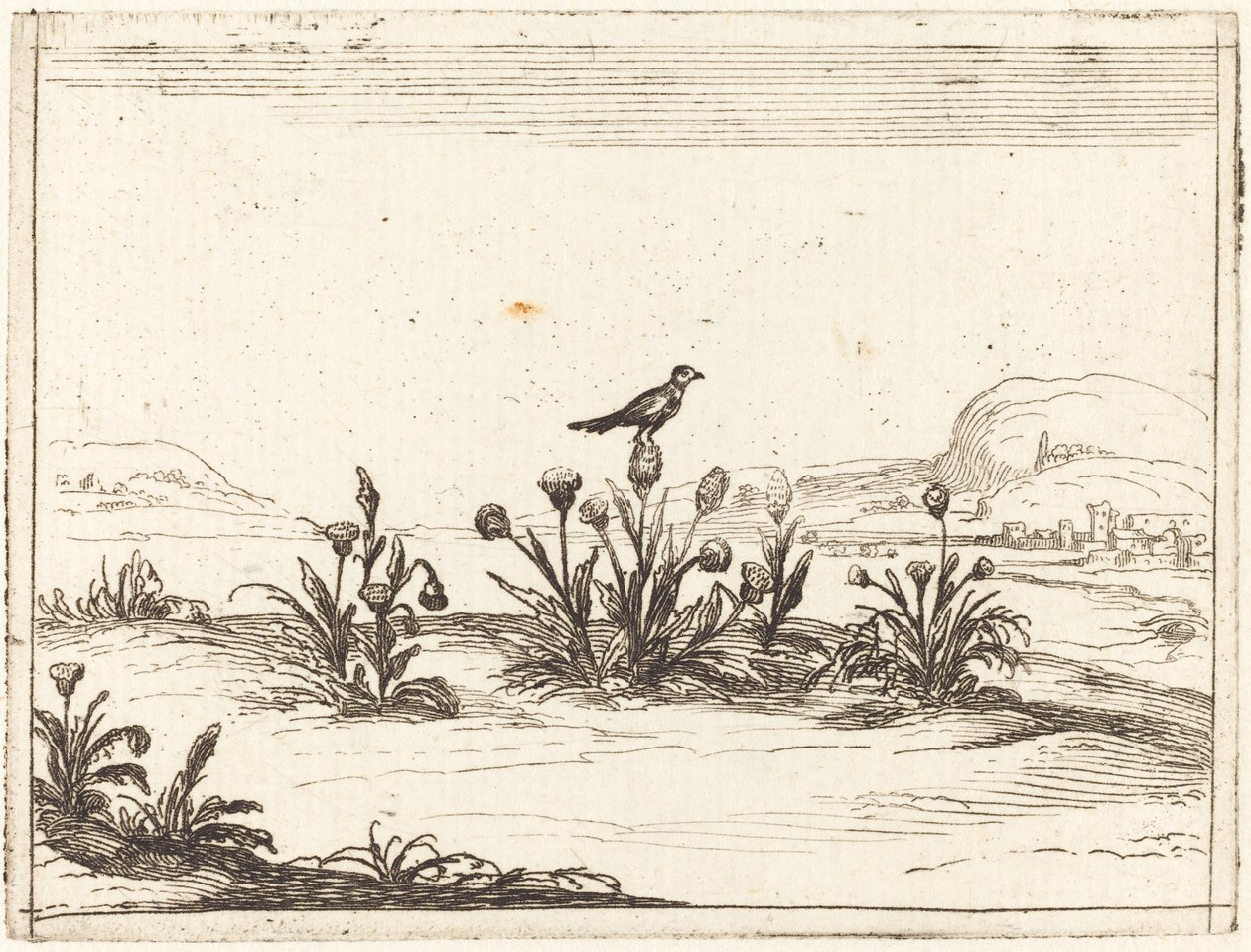 Pássaro empoleirado em um cardo de Jacques Callot