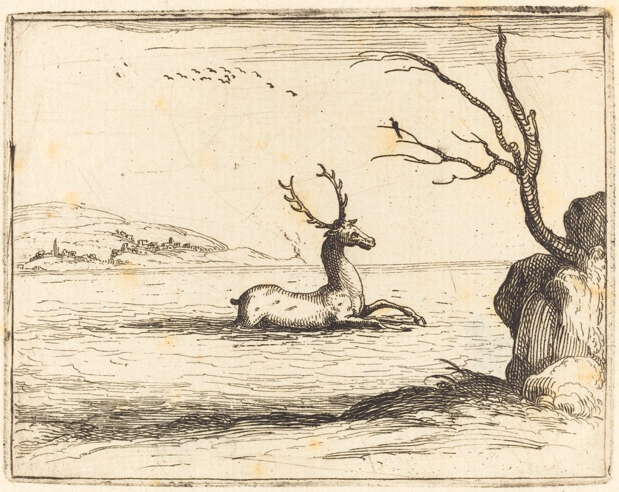 Veado na água de Jacques Callot