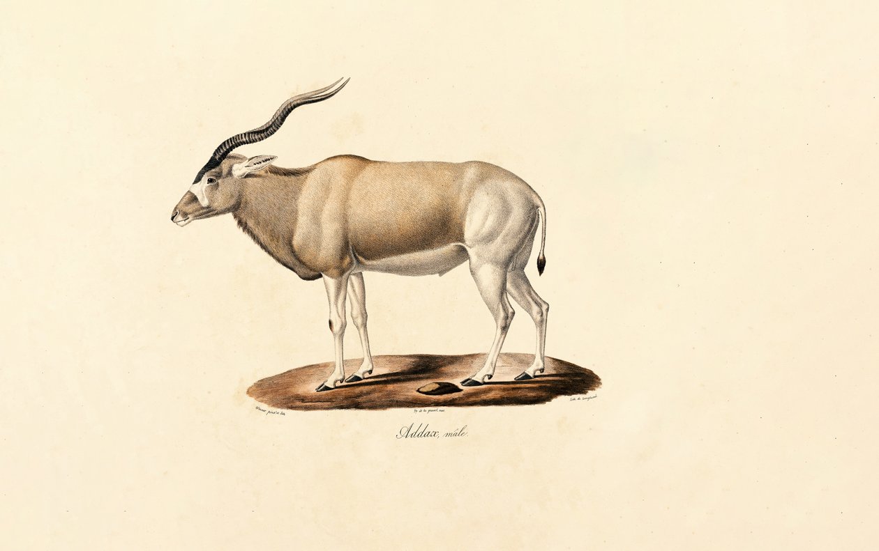 Antílope Addax de Jacques Christophe Werner