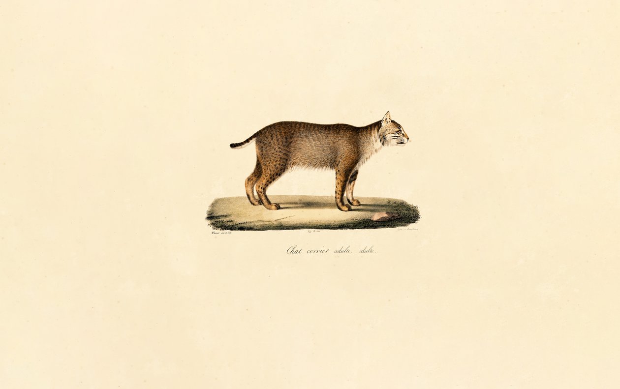 Bobcat adulto de Jacques Christophe Werner