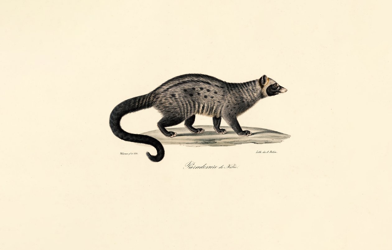 Civeta africana de Jacques Christophe Werner