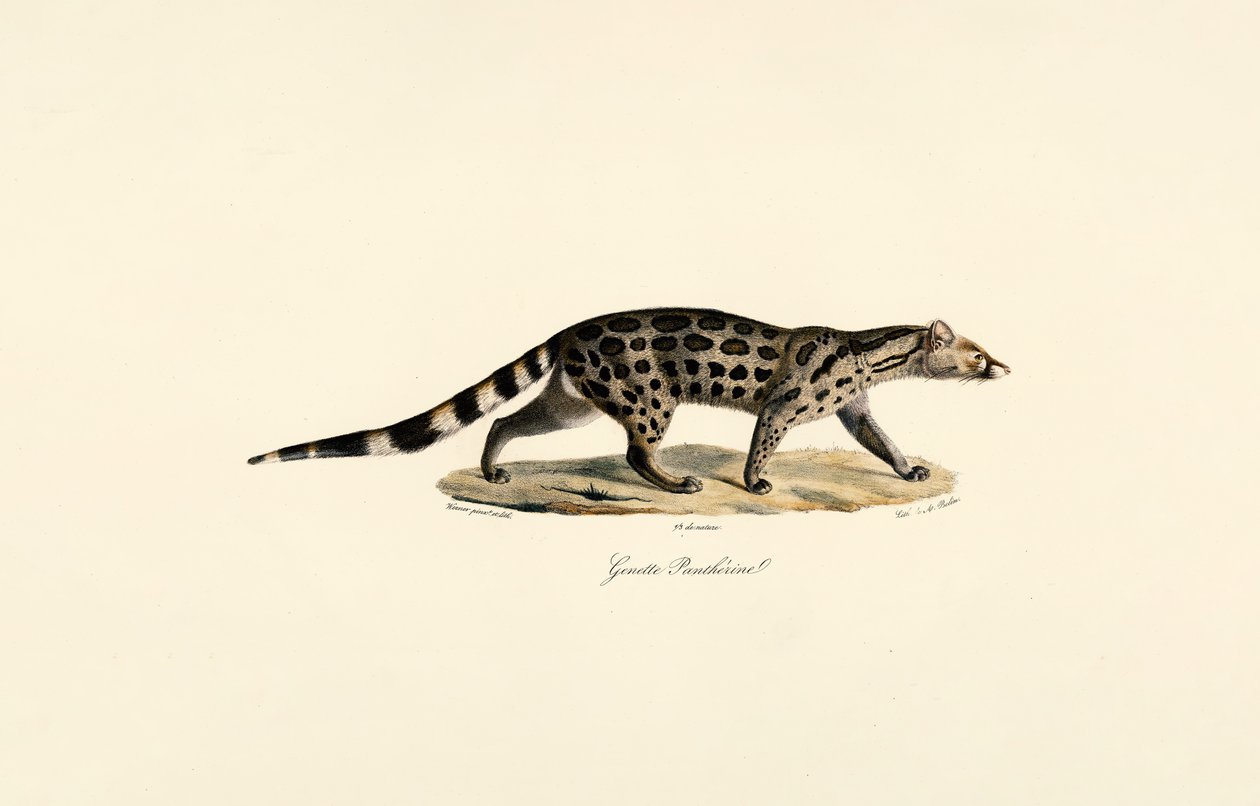 Civeta de palma africana de Jacques Christophe Werner