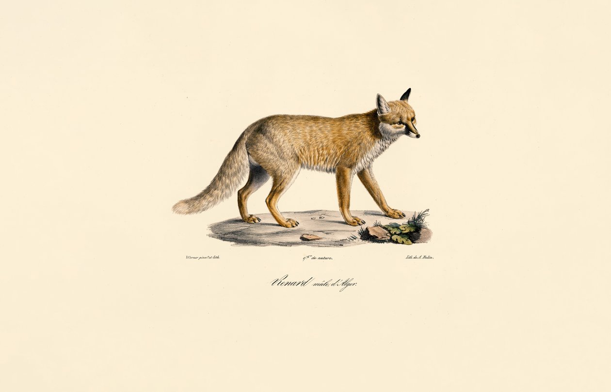 Raposa vermelha da Argélia de Jacques Christophe Werner