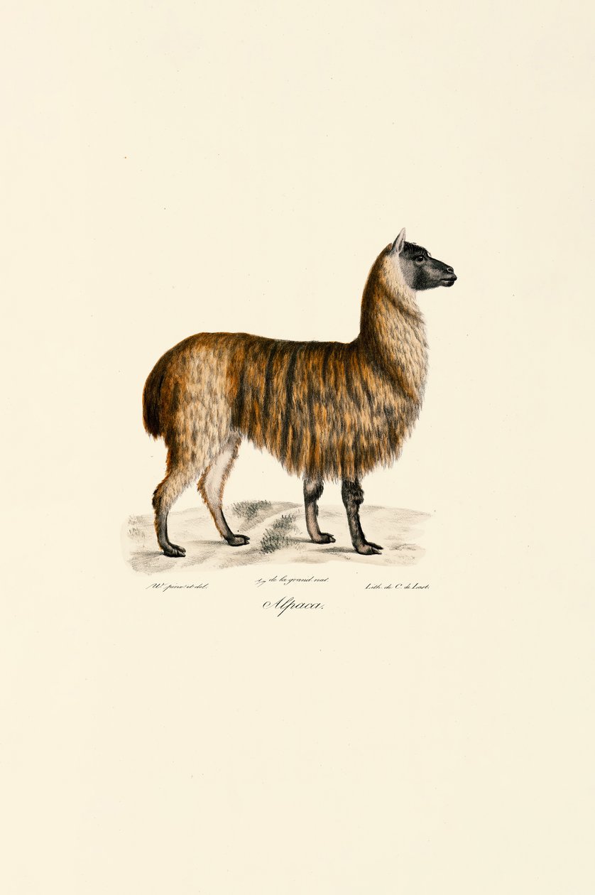 Alpaca (Vicugna pacos) de Jacques Christophe Werner