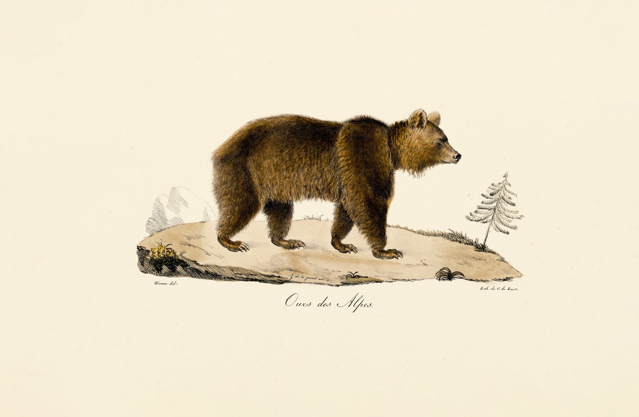 Urso pardo alpino de Jacques Christophe Werner