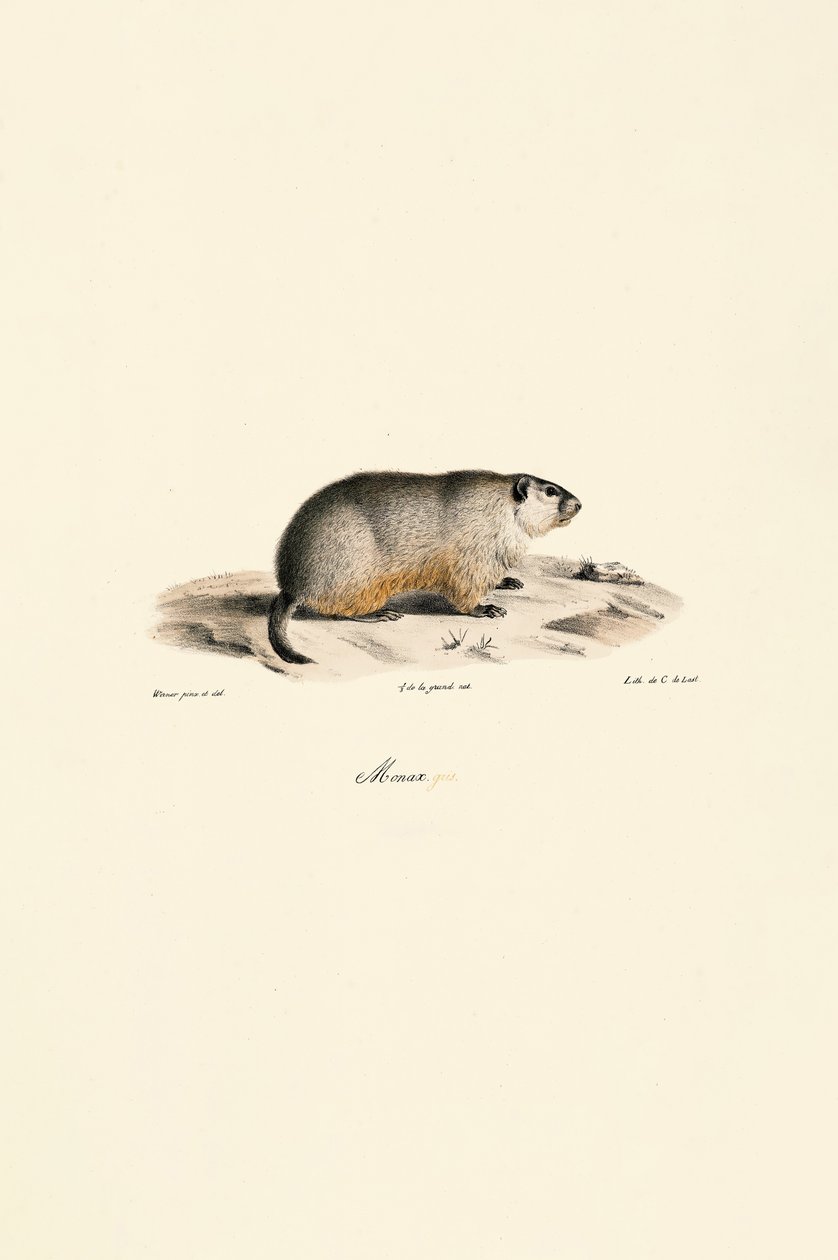 Alpine Marmot (Variante Monax) de Jacques Christophe Werner