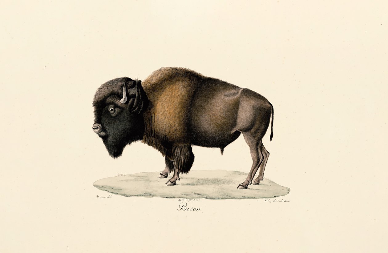 Bisonte americano de Jacques Christophe Werner