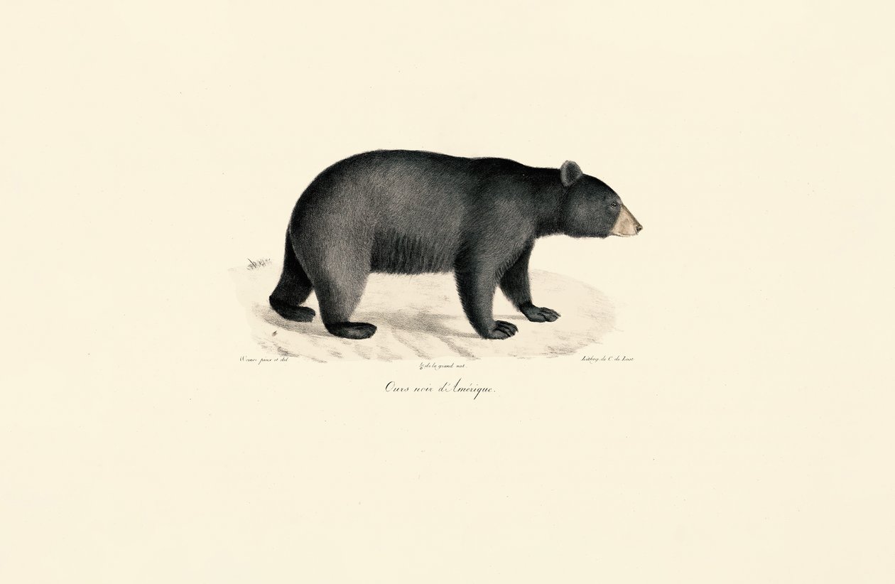 Urso preto americano de Jacques Christophe Werner