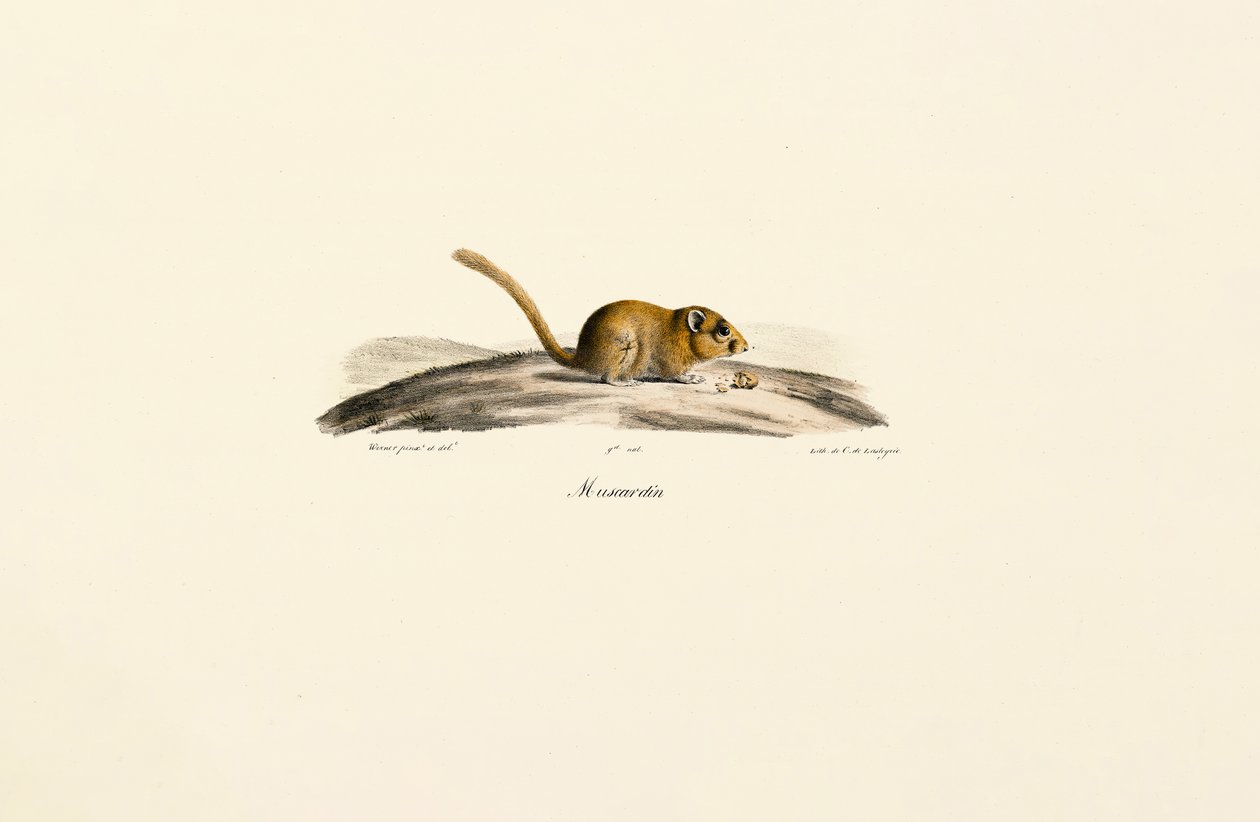 Rato veado americano de Jacques Christophe Werner