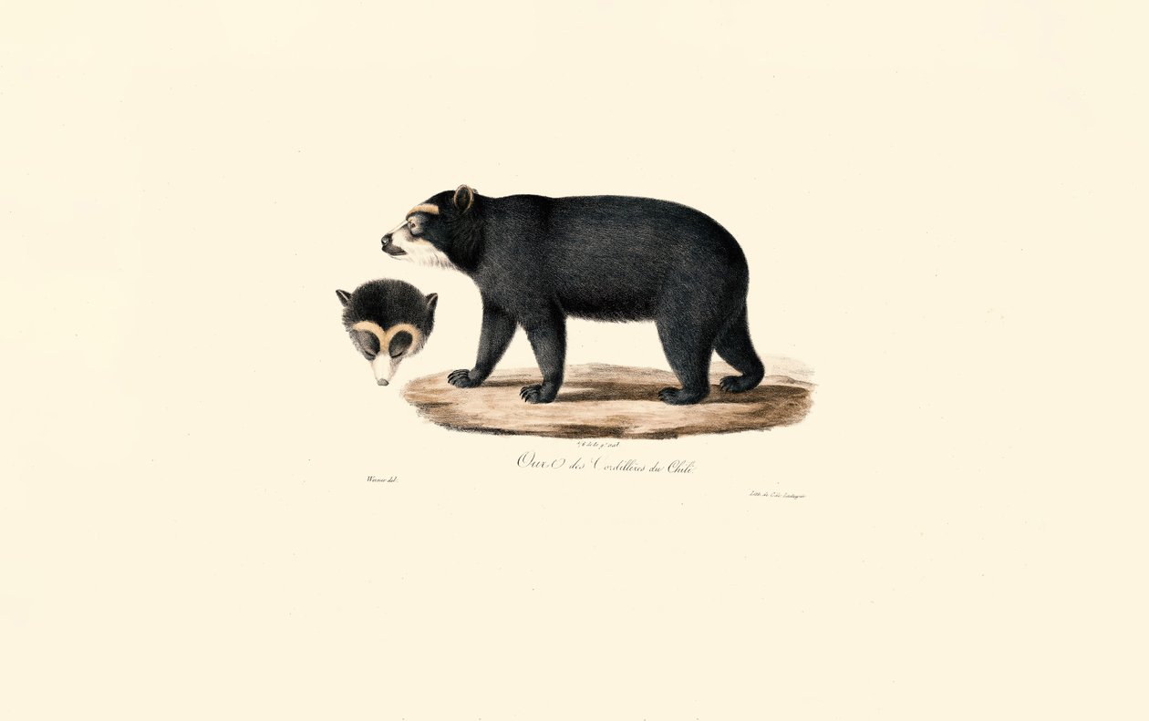 Urso de óculos andino (urso andino chileno) de Jacques Christophe Werner