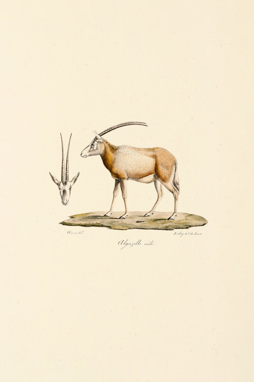 Gazela da Arábia de Jacques Christophe Werner