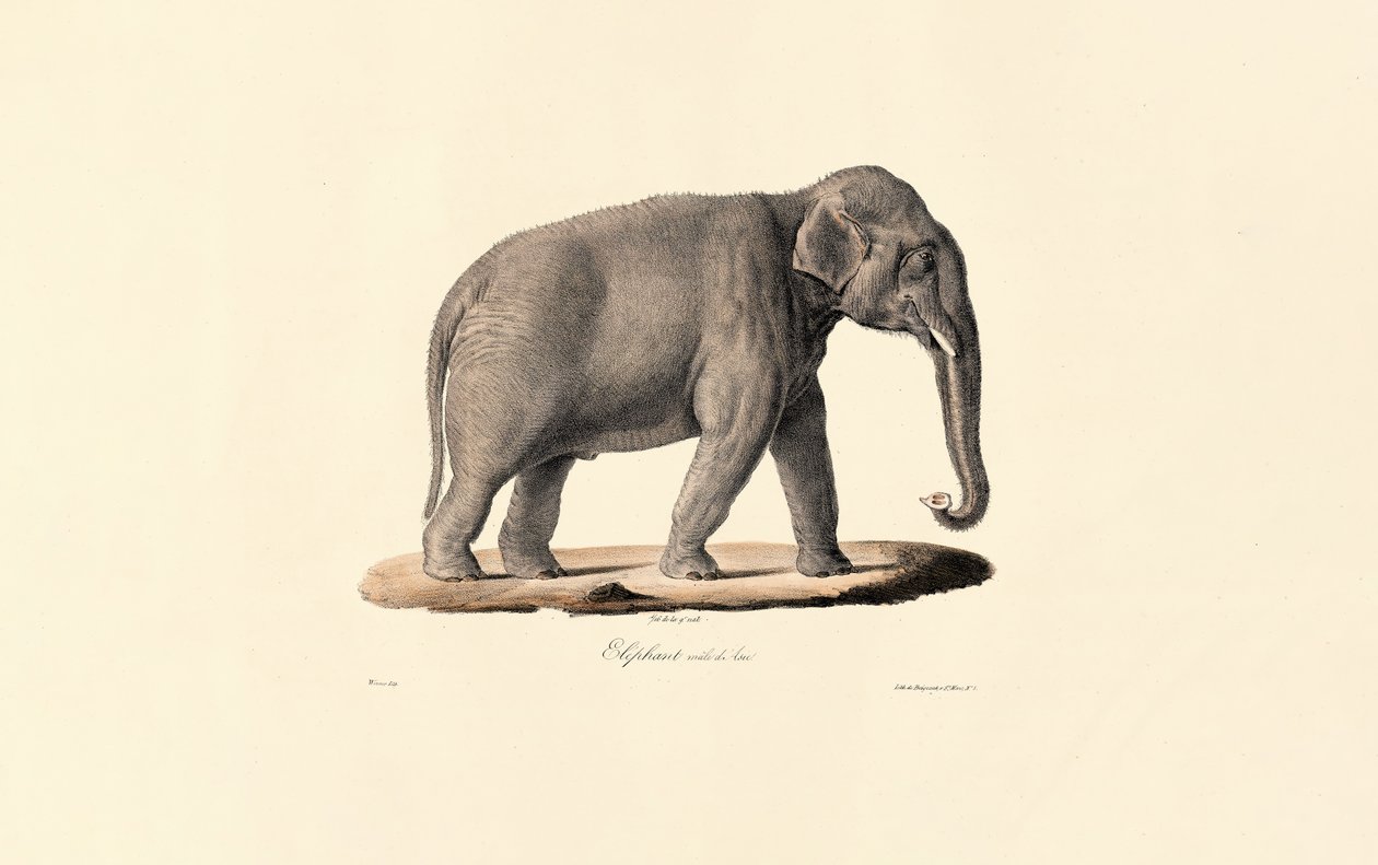 Elefante asiático de Jacques Christophe Werner