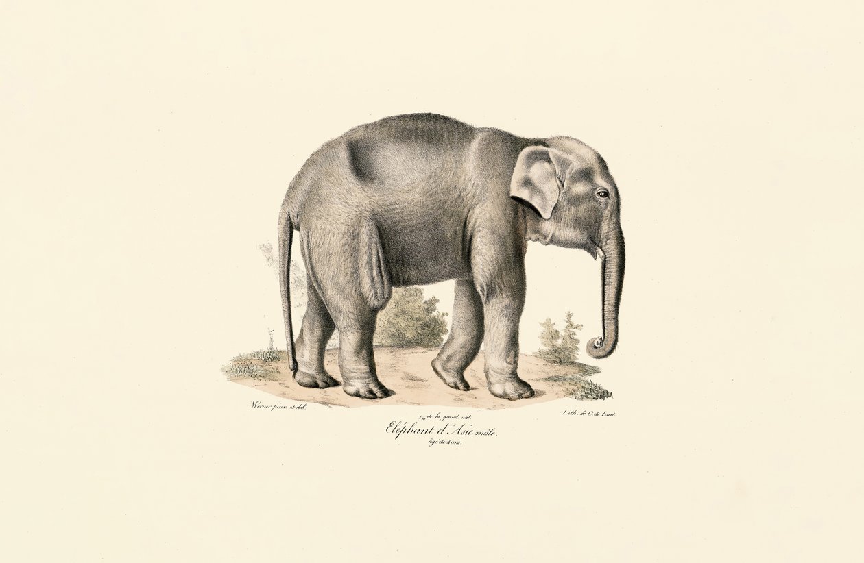 Elefante asiático de Jacques Christophe Werner