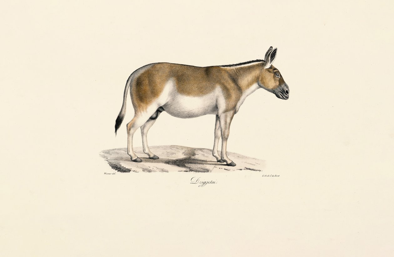 Rabo selvagem asiático de Jacques Christophe Werner
