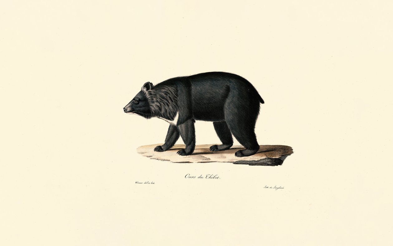 Urso negro asiático (urso tibetano) de Jacques Christophe Werner