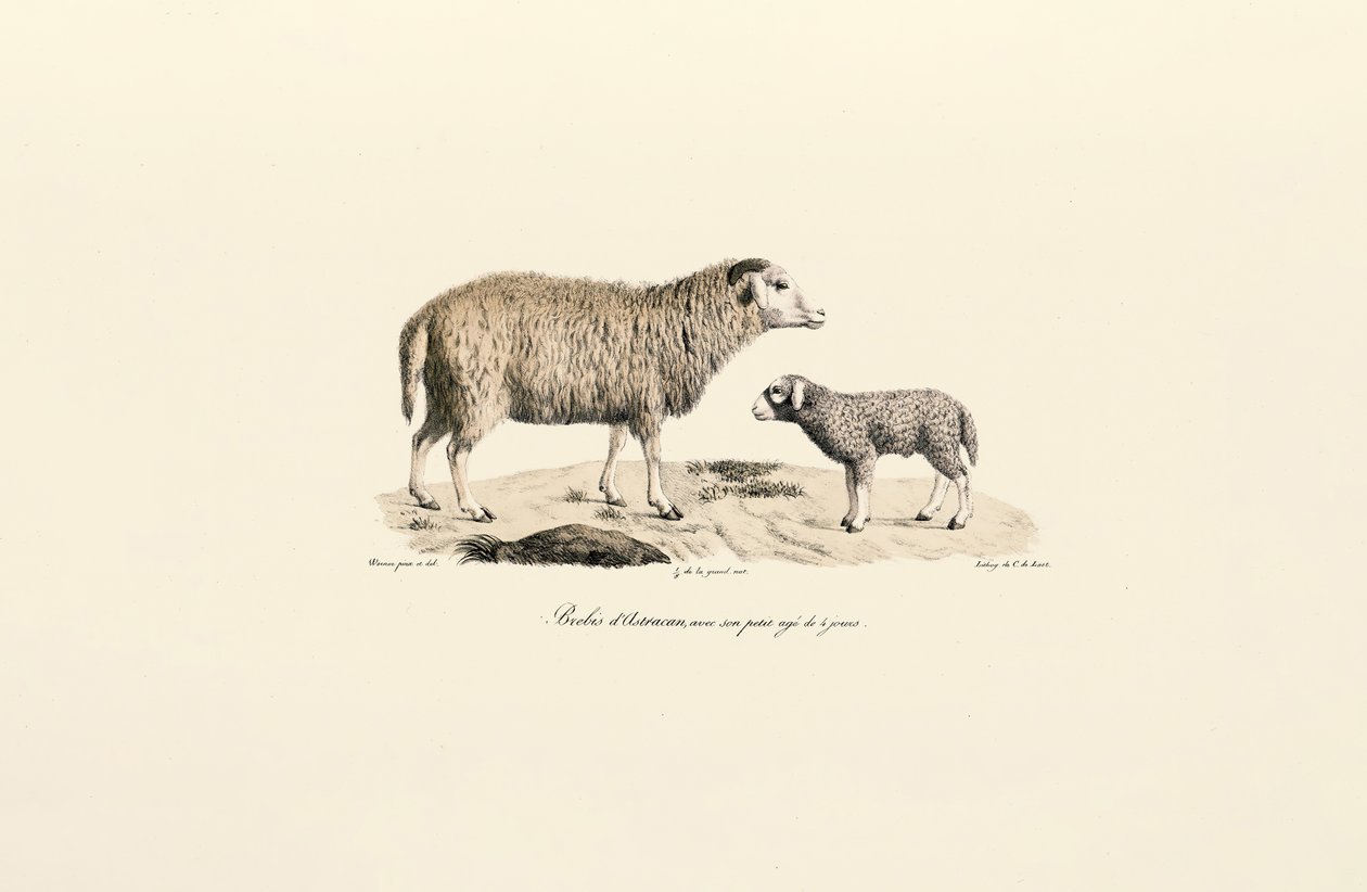 Ovelha aurucana com borrego de Jacques Christophe Werner